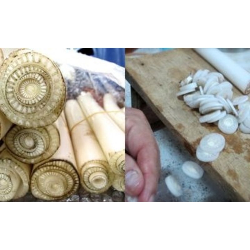 

gedebong pohon pisang/birus segar