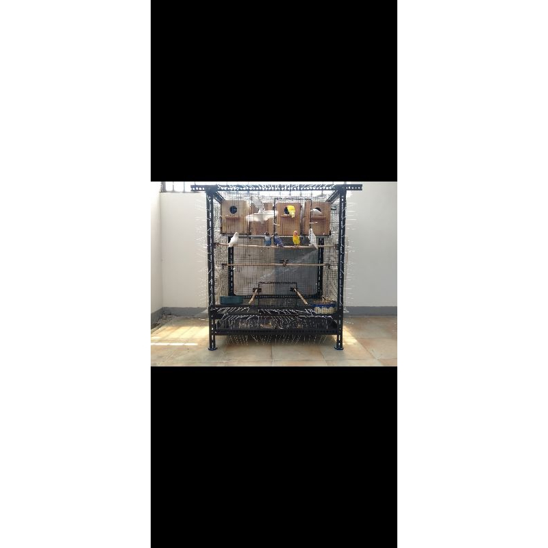 Dijual LoveBird Albino mh dan Lutino mh (COD) Surabaya