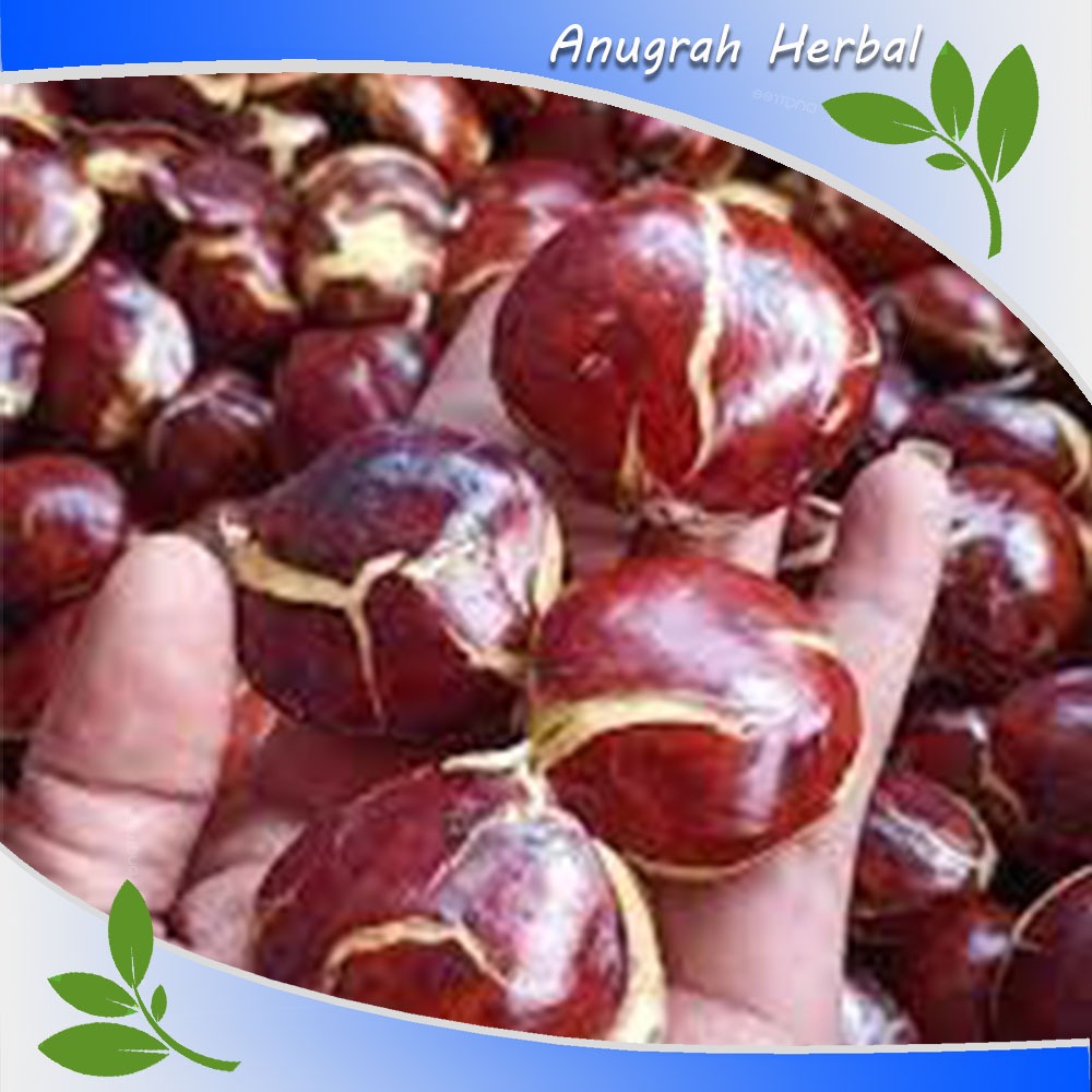 

sepi/buah Jengkol Segar 1 kg - Jengkol Kupas Fresh