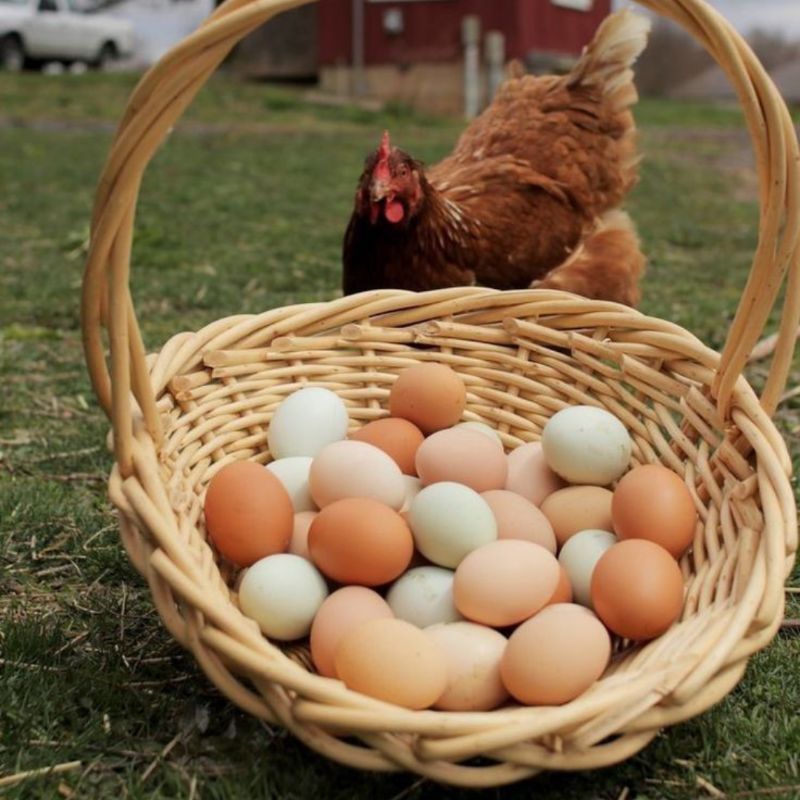 

Telur ayam, Telur ayam kampung, Telur puyuh, Telur bebek - Pasar pagi, instant pekanbaru