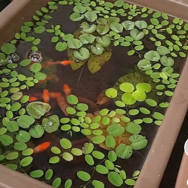 kolam RAKIT Mini Diy Costom , Mini Pond Guppy, cupang , 1 set Random (DAPAT WADAH DAN IKAN)