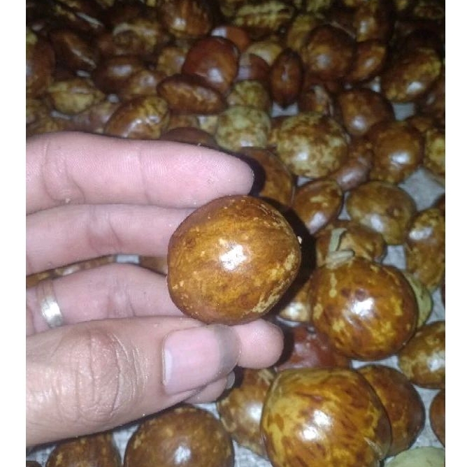 

Jengkol jengki tua sortiran paket 4kg Lebih Murah