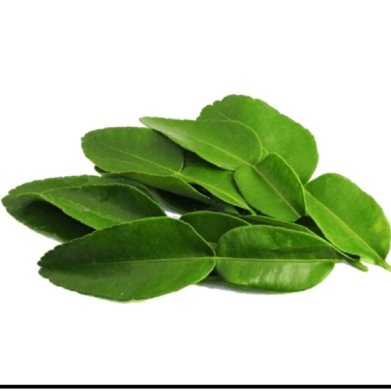 

Daun jeruk segarr harga per pak
