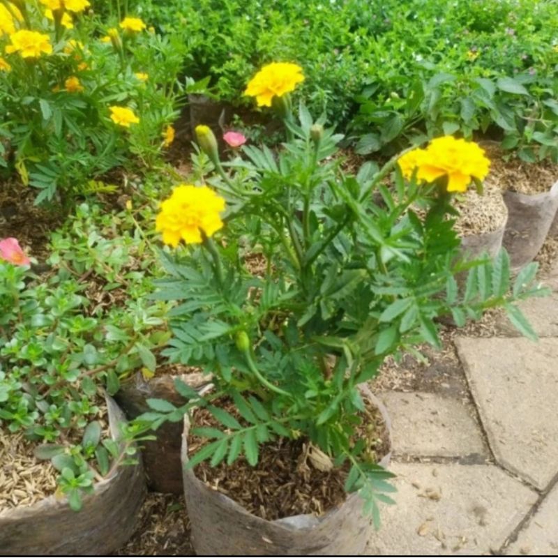 Tanaman Suyok Kuning Rimbun