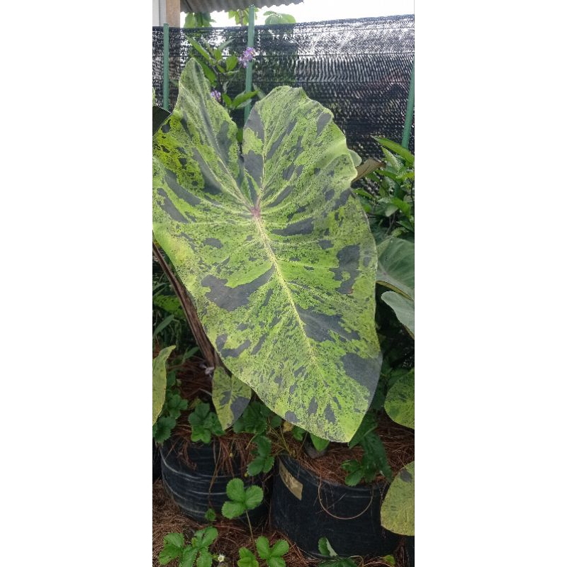 umbi colocasia mojito
