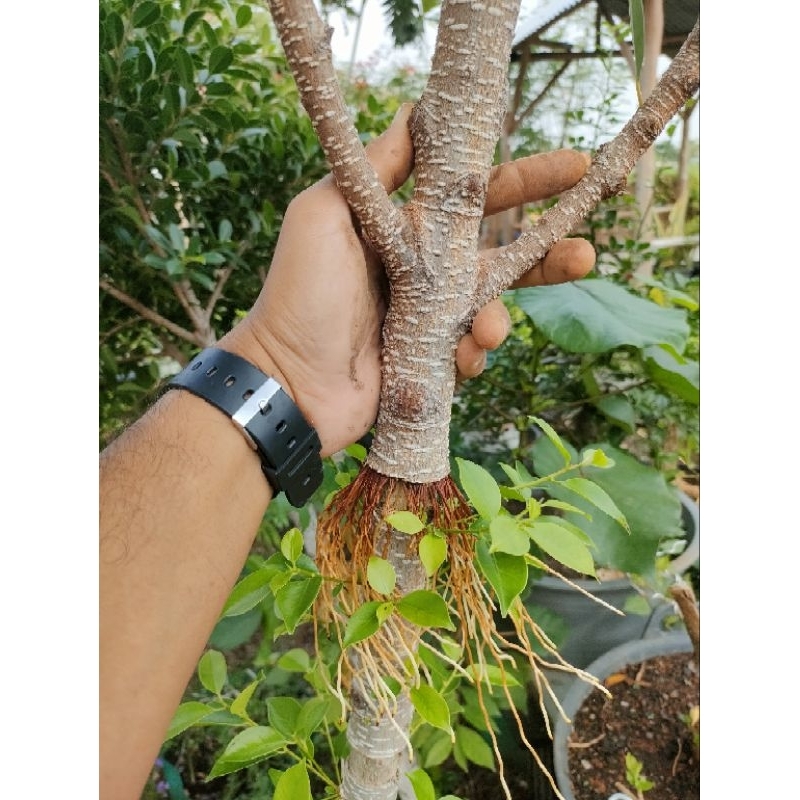 3 pohon Kimeng Batang Besar - Bahan Bonsai Ficus Microcarpa