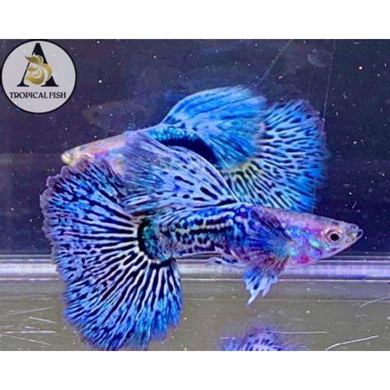 Hiasan aquarium Guppy blue dragon