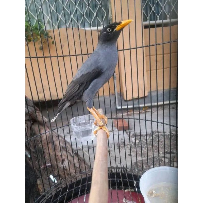 Jalak kebo rawatan gacor (Sudah bunyi)