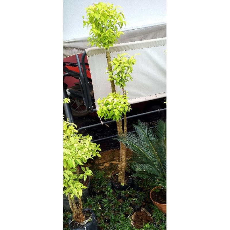 Anting putri bonsai anting putri bonsai taman anting putri 1meter dua batang