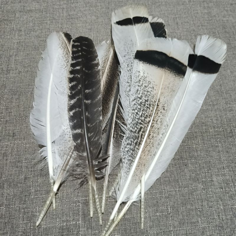 Bulu Kalkun | Bulu Karnaval | Bulu Aksesoris