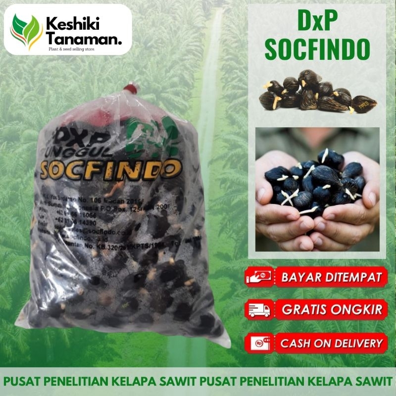 Terlaris No.1 KKS DxP SOCFINDO Unggul #BibitKelapaSawit