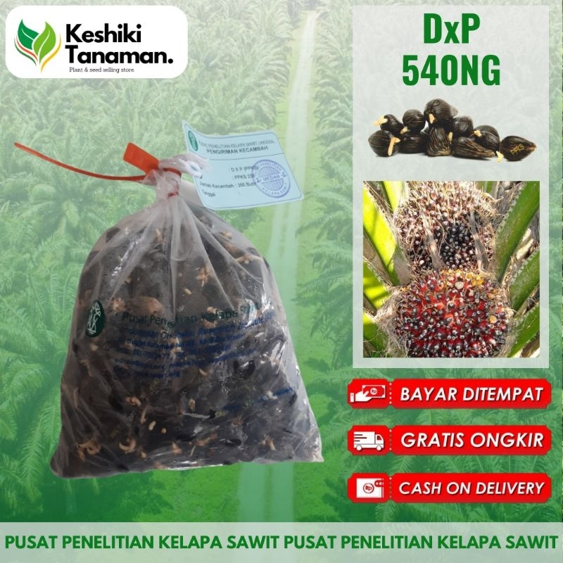Terlaris No.1 KKS DxP PPKS 540 NG Unggul #BibitKelapaSawit