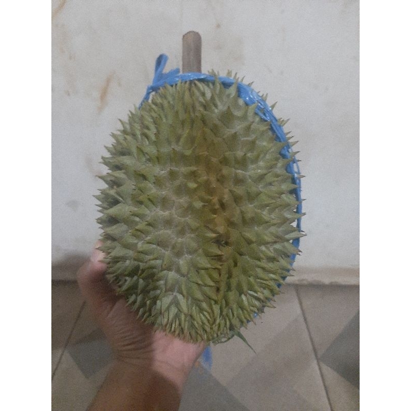 

Durian Lokal Utuh Sedang -+2kg Berkualitas baik 100%fresh