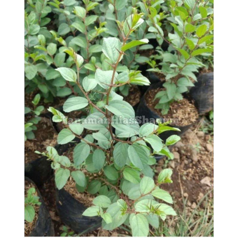 promo COD tanaman herbal Bidara arab - bibit Bidara arab - Bidara arab - pohon bidara