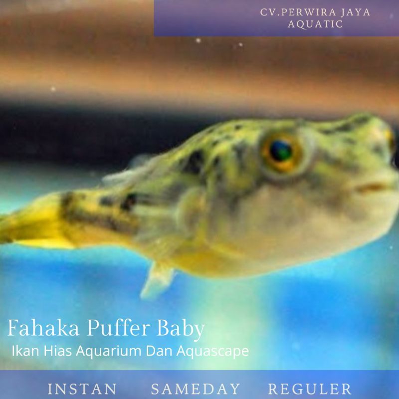 Fahaka Puffer Baby Hiasan Aquarium Dan Aquascape