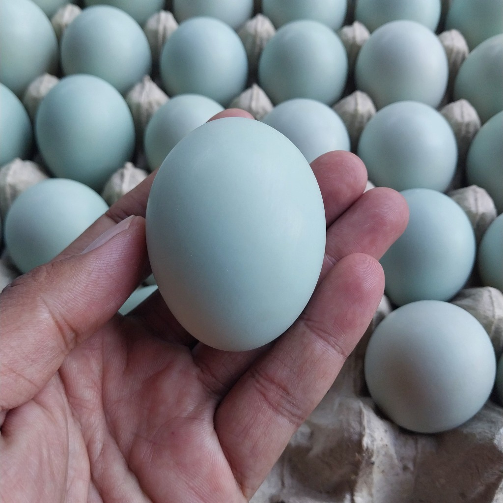 

Telur Bebek Mentah Berkualitas - Pilihan Tepat untuk Hidangan Spesial