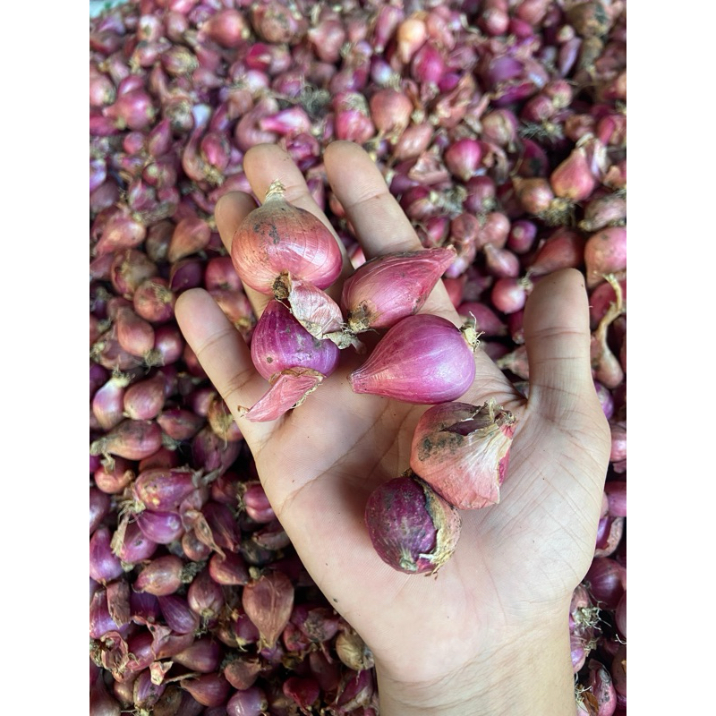 

bawang merah tanggung lokal