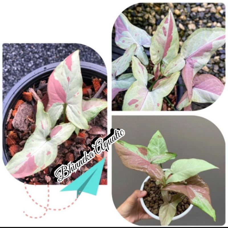 Syngonium Pink Salmon Singonium Tanaman Hias Murah Ekonomis