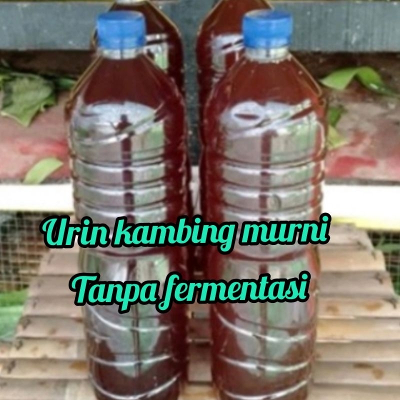 URIN KAMBING MURNI DAN KOHE KAMBING MURNI (Tanpa fermentasi)