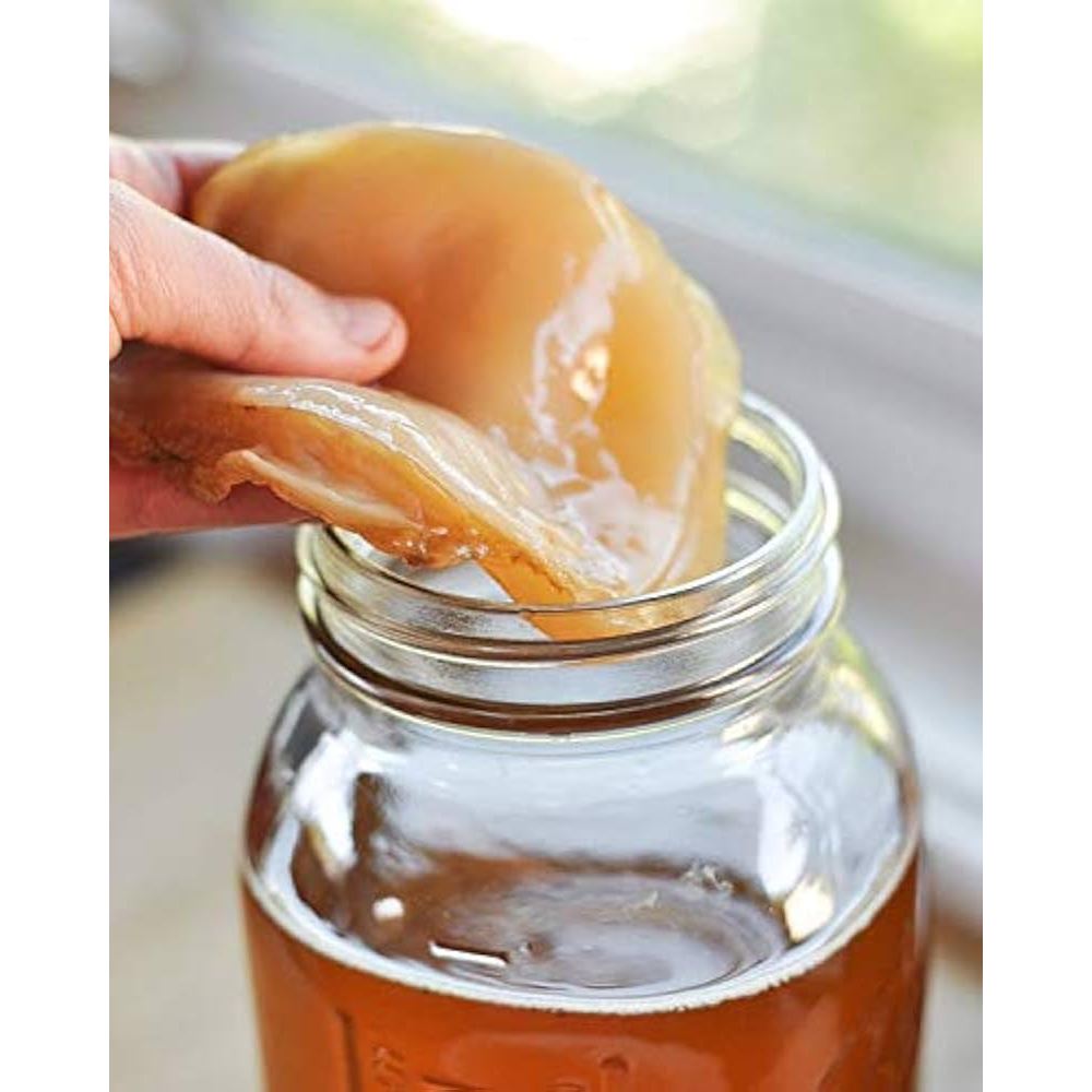 

SCOBY BIBIT BIANG TEH KOMBUCHA - diameter 8 - 10 cm Tebal 0,5 cm + Starter 200 ml Jamur Dipo kit fermentasi brewing ragi scobi scobby teh kombucha antioksidan sehat