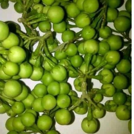 

Buah rimbang/buah cepokak/terung kokak Pipit 500gr