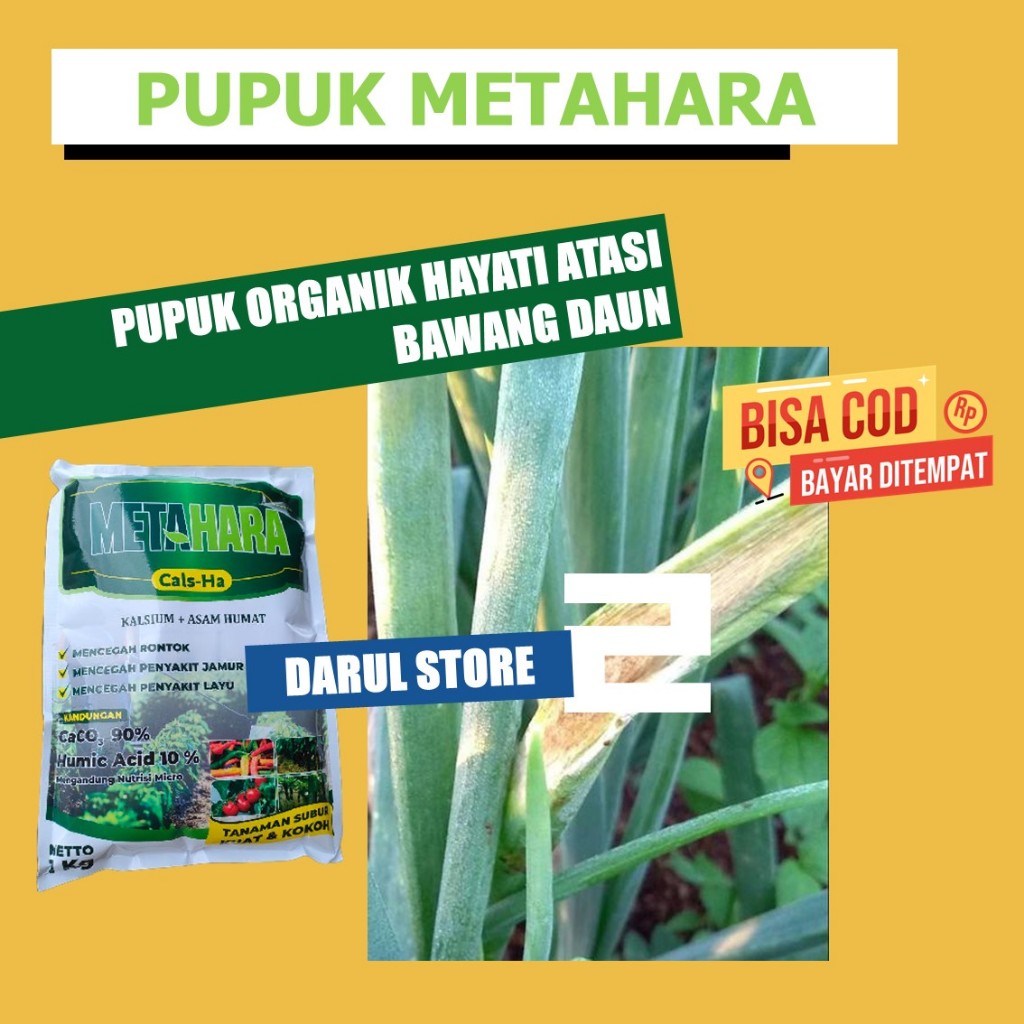 PUPUK TANAMAN METAHARA MENGOBATI DAUN KUNING PUCUK BAWANG DAUN - OBAT CAIR ORGANIK ATASI PUCIK KUNIN