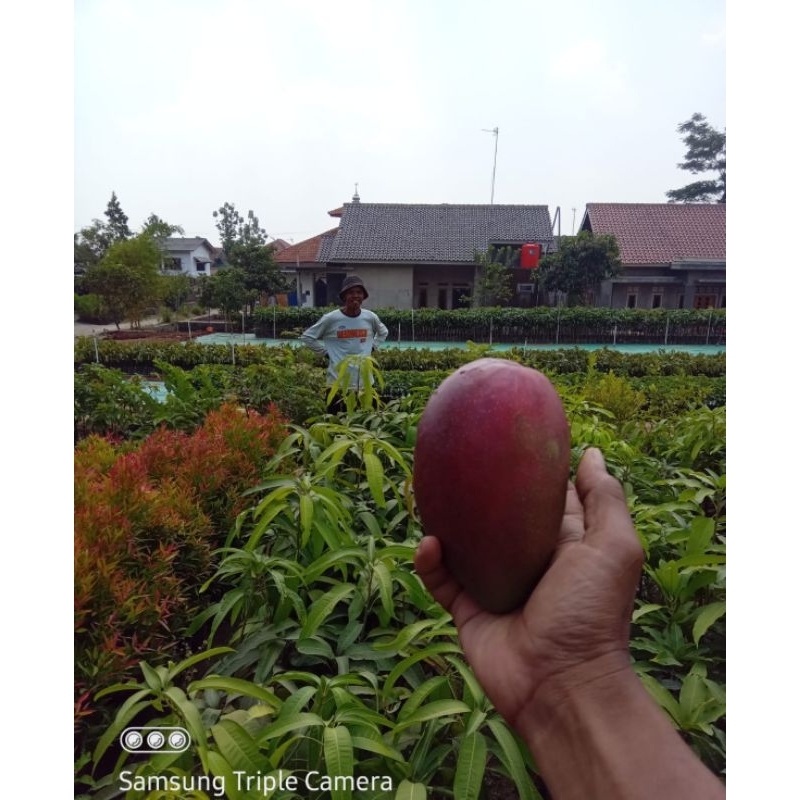 Bibit mangga yuwen6