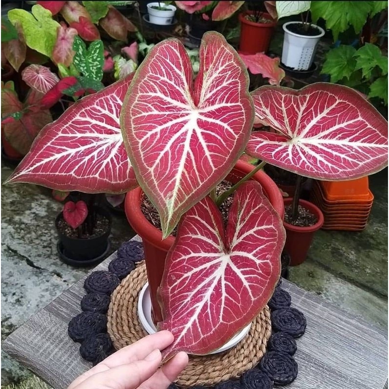 Tanaman Hias Caladium Rich Of Thai - Tanaman Hias Keladi Thailand Rich Of Thai Cantik Murah