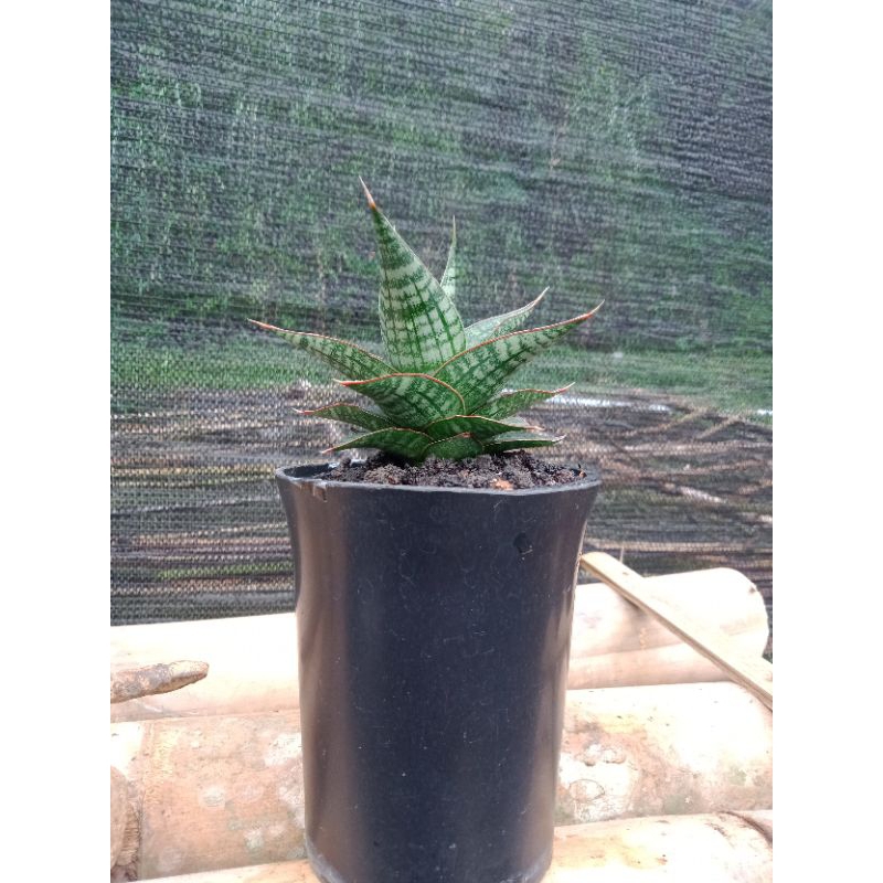 sansivera hybrid Cordova tomgramble x hybrid