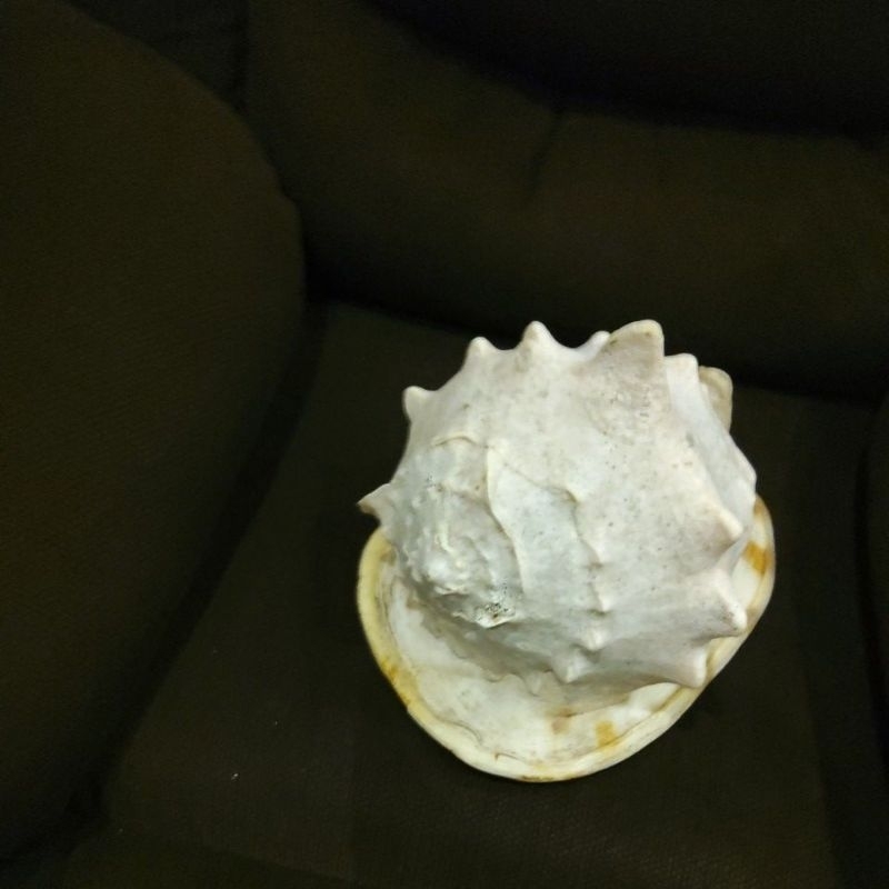 cangkang kerang cassis cornuta ukuran paling jumbo