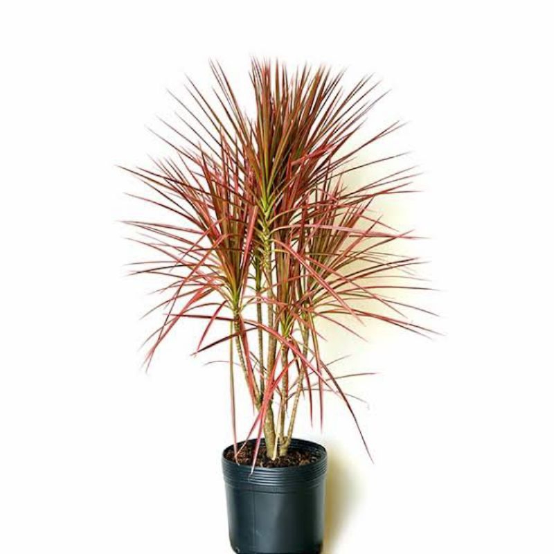 Tanaman Hias Dracena Tricolor Merah - Dracena Marginata