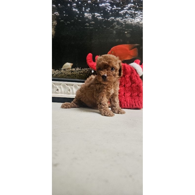 Toy Poodle Teacup