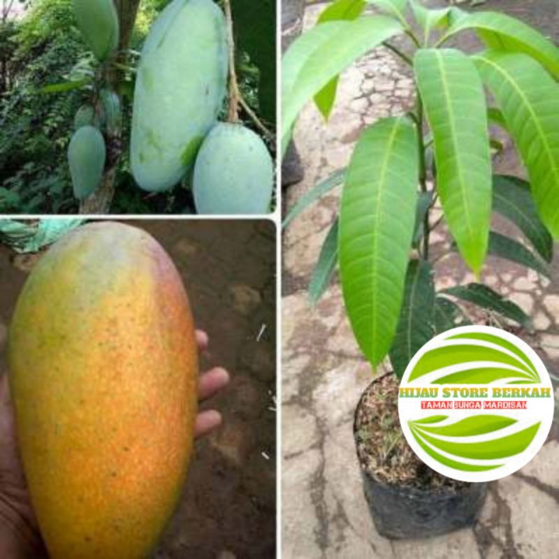 Bibit mangga kiojay. lokmay. chokanan,harumanissuper batang besar sudah berbuah berbunga 1-2meter