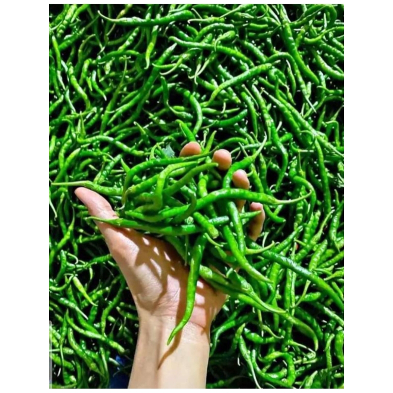 

CABAI IJO KERITING SEGAR 1KG