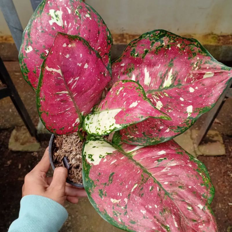 BUNGA AGLONEMA PAKETAN