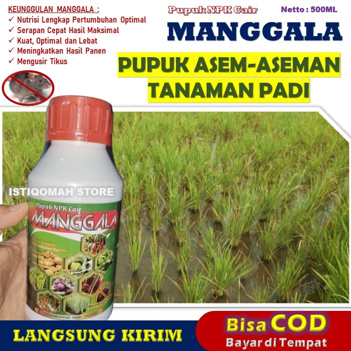 MANGGALA 500ML Pupuk Anti Asem-Aseman Padi Paling Manjur, Obat Pelebat Padi Anti Penyakit Hama Virus