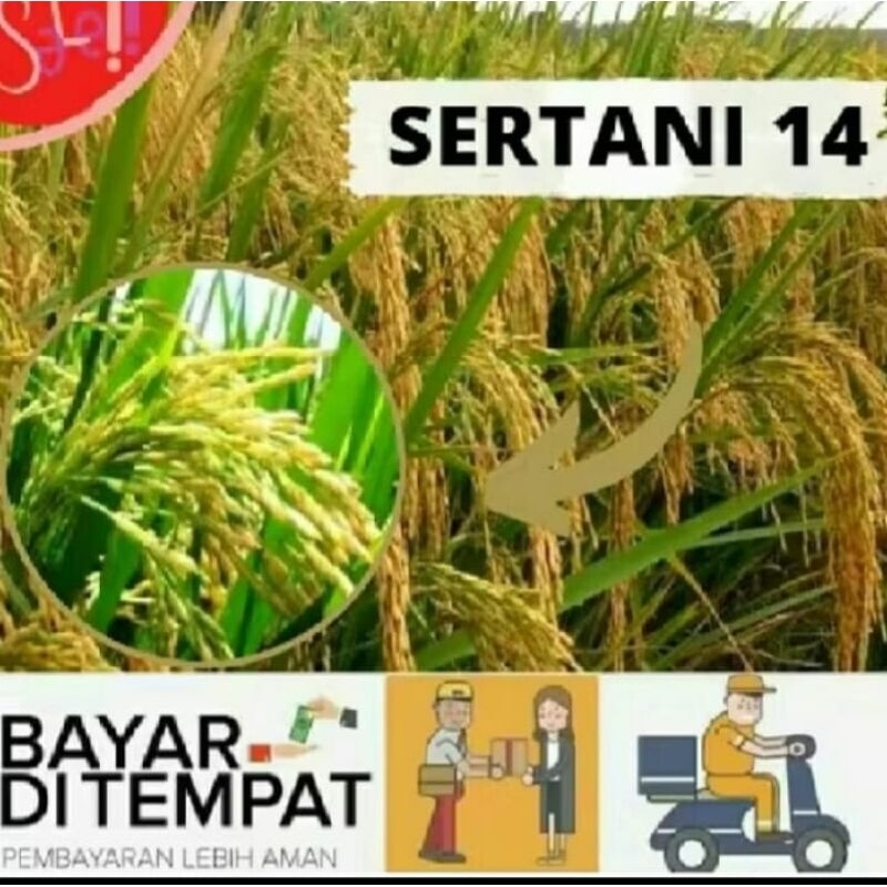 Benih padi SERTANI 14 KEMASAN 1KG