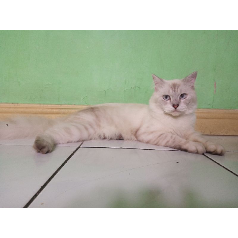kucing Persia Mix Ragdoll Blue eyes