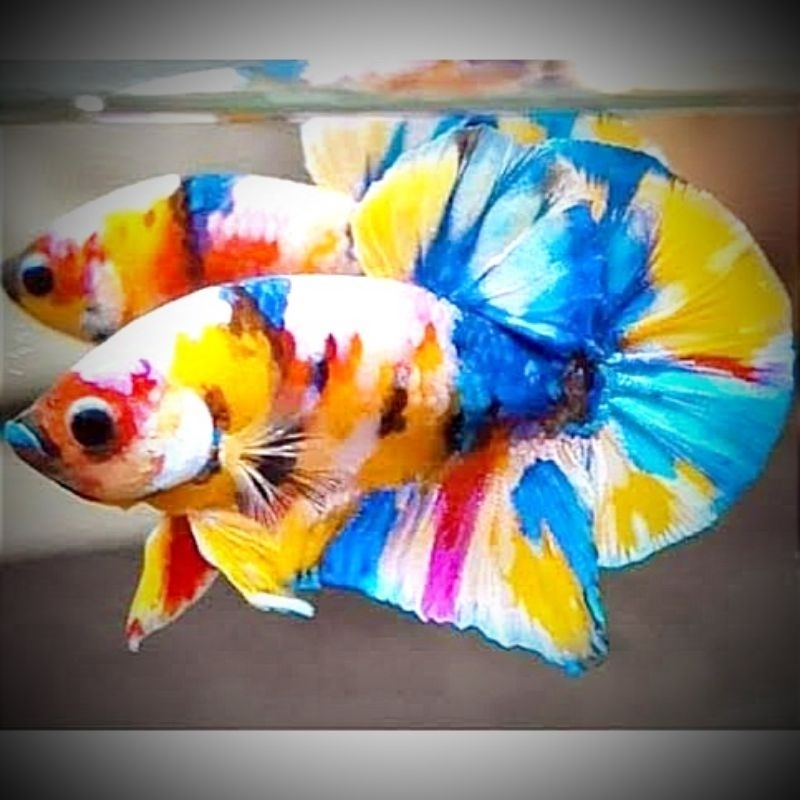 Plakat Multicolor Yellow Base Pajangan Kamar