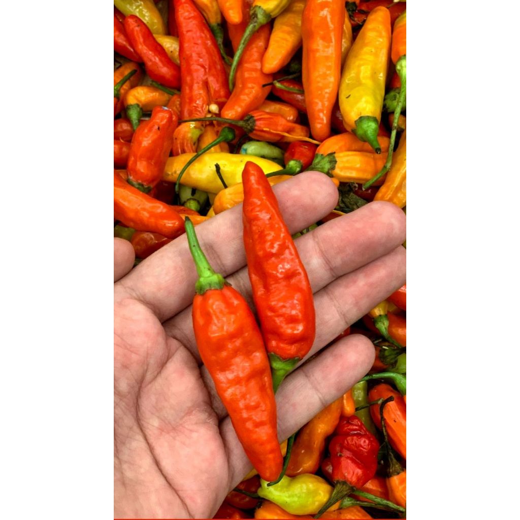 

Cabai Rawit Segar 250gr - 1kg / Fresh Market