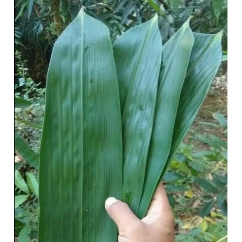 

DAUN BAMBU UNTUK BUNGKUS BACANG UKURAN 7-10 CM