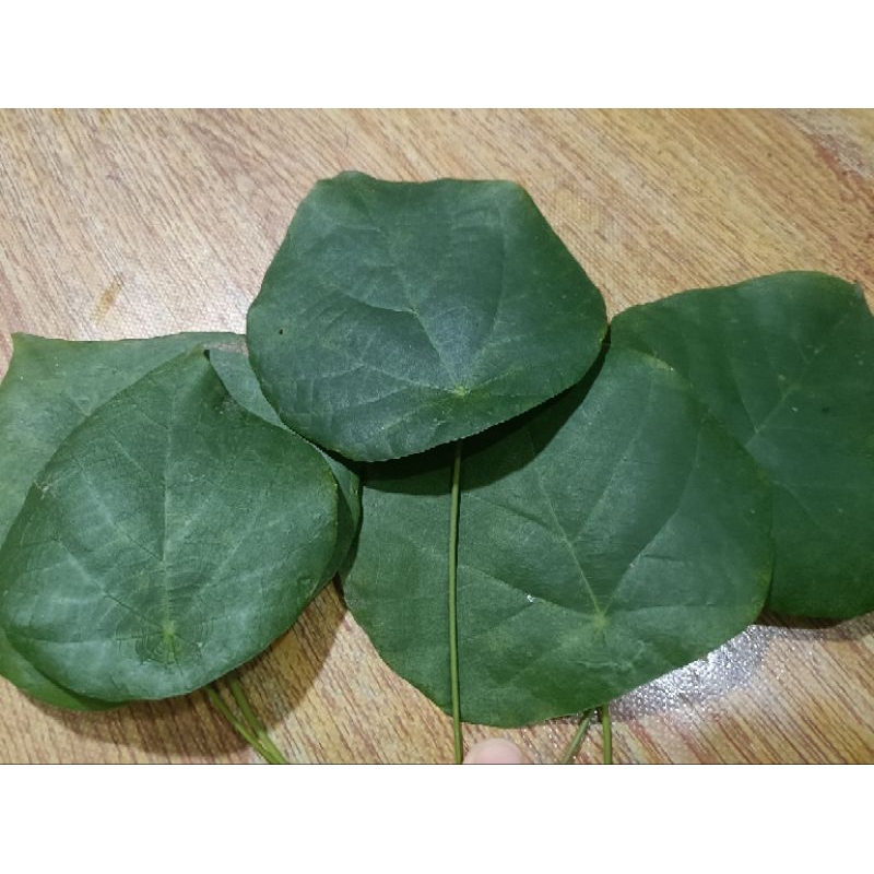 

daun pakkua segar / basah 100 gram