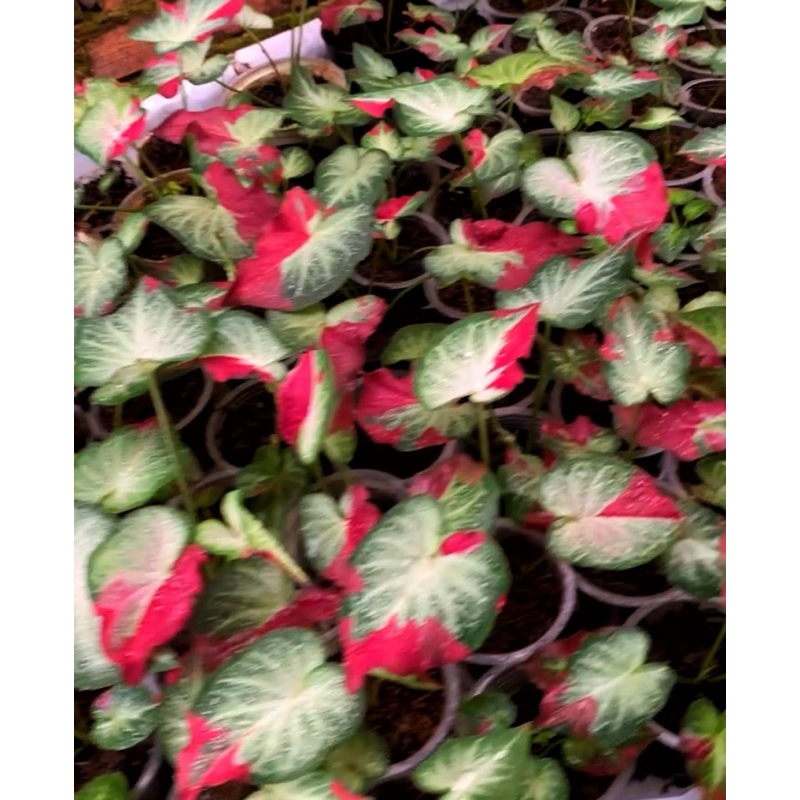 Keladi cat tumpah/shycool