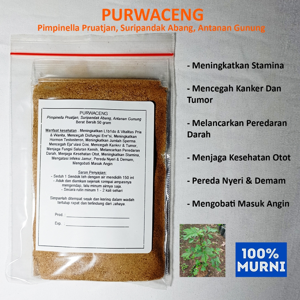 

PURWACENG Seduh Serbuk Bubuk Melancarkan Peredaran Darah Pereda Nyeri Demam Kesehatan Otot Stamina