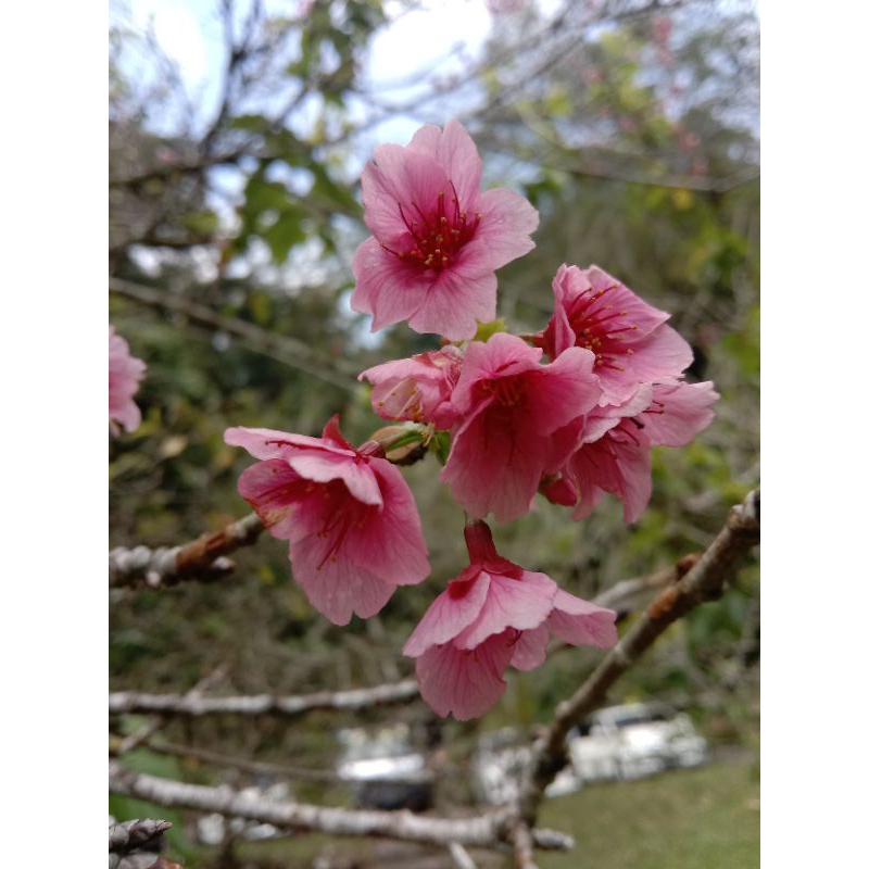 Bibit pohon Sakura Jepang Asli