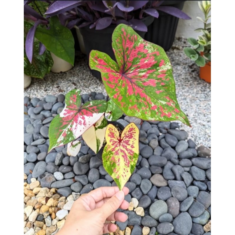 Caladium Seven Diamond - tanaman hias keladi seven diamond cantik murah