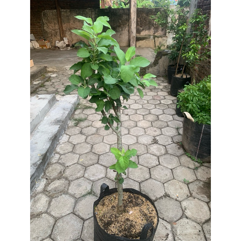 Bibit Apel Merah Batang Besar Siap Berbuah