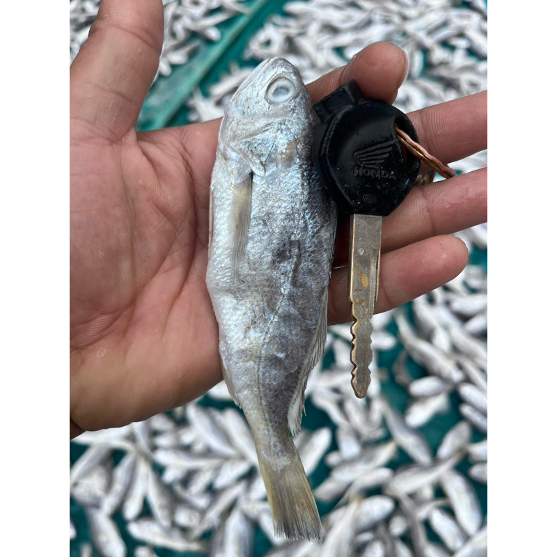 

Ikan asin gulama pisang