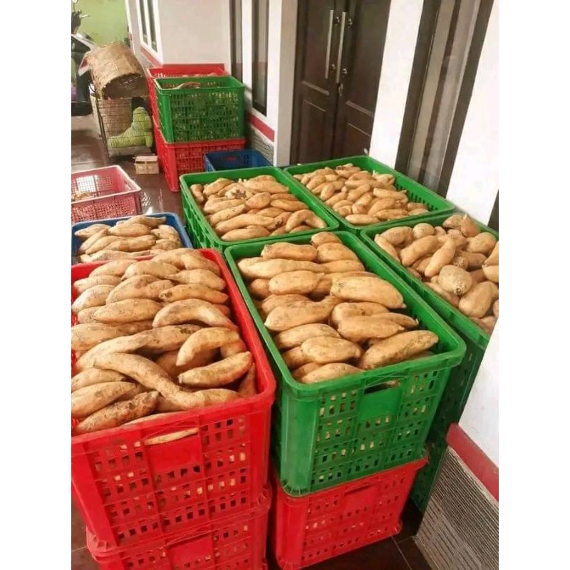 

UBI MADU 6 KG MENTAH BERSIH SPEK OVEN TO UBI MADU WONOGIRI