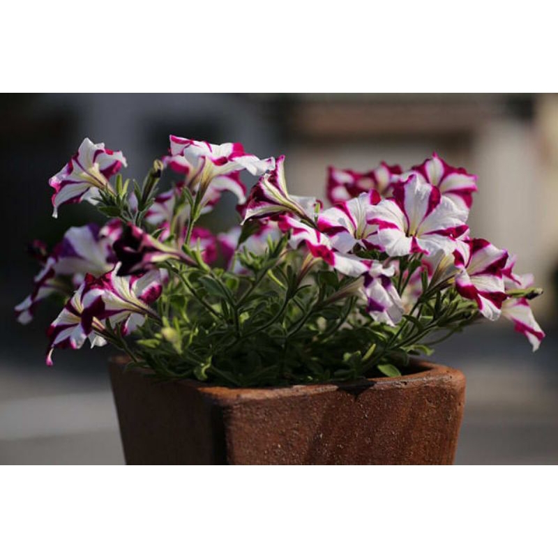 Petunia Easywave Burgundy Star F1